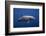 Dolphin-Barathieu Gabriel-Framed Photographic Print