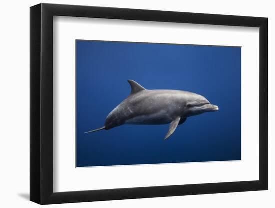 Dolphin-Barathieu Gabriel-Framed Photographic Print