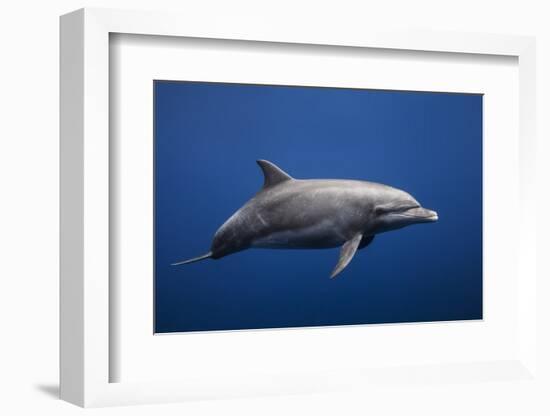 Dolphin-Barathieu Gabriel-Framed Photographic Print