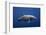 Dolphin-Barathieu Gabriel-Framed Photographic Print