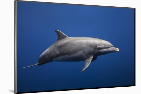 Dolphin-Barathieu Gabriel-Mounted Photographic Print