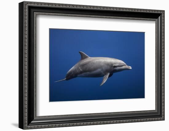 Dolphin-Barathieu Gabriel-Framed Photographic Print