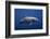 Dolphin-Barathieu Gabriel-Framed Photographic Print