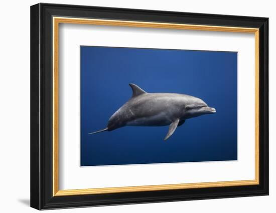 Dolphin-Barathieu Gabriel-Framed Photographic Print