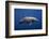 Dolphin-Barathieu Gabriel-Framed Photographic Print