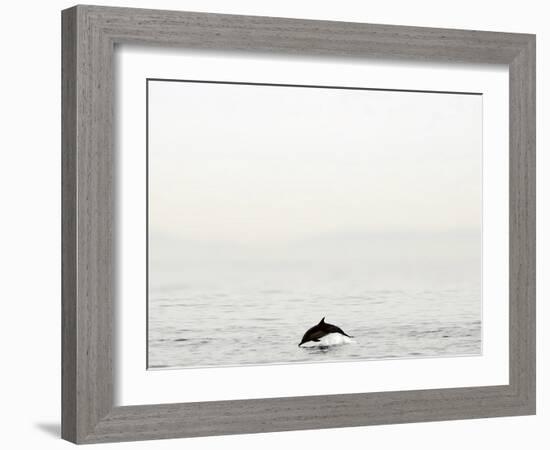 Dolphin-Toula Mavridou-Messer-Framed Photographic Print