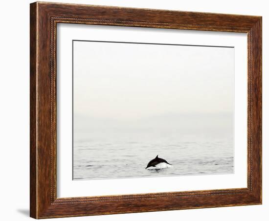 Dolphin-Toula Mavridou-Messer-Framed Photographic Print