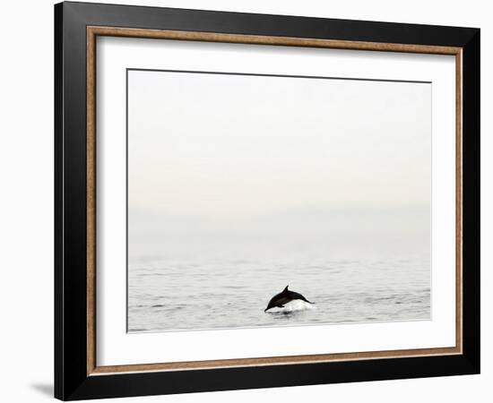 Dolphin-Toula Mavridou-Messer-Framed Photographic Print