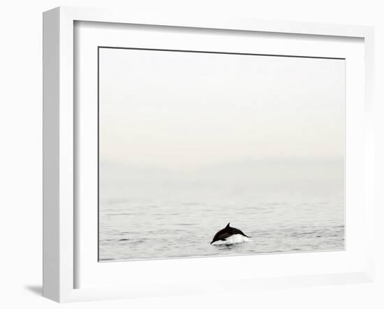 Dolphin-Toula Mavridou-Messer-Framed Photographic Print