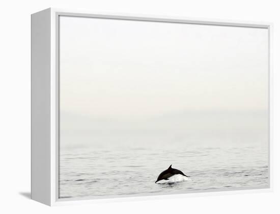 Dolphin-Toula Mavridou-Messer-Framed Premier Image Canvas