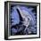 Dolphin-null-Framed Premium Giclee Print