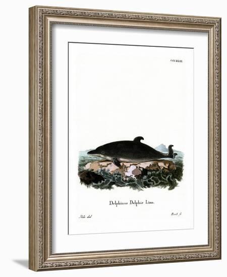 Dolphin-null-Framed Giclee Print