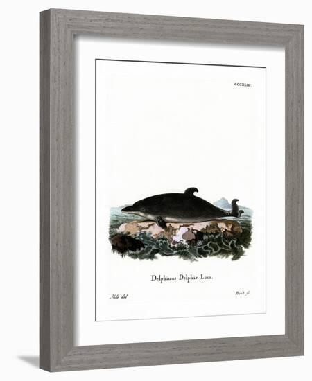 Dolphin-null-Framed Giclee Print