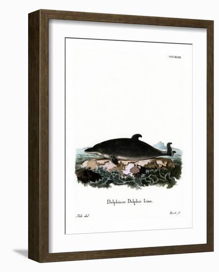 Dolphin-null-Framed Giclee Print