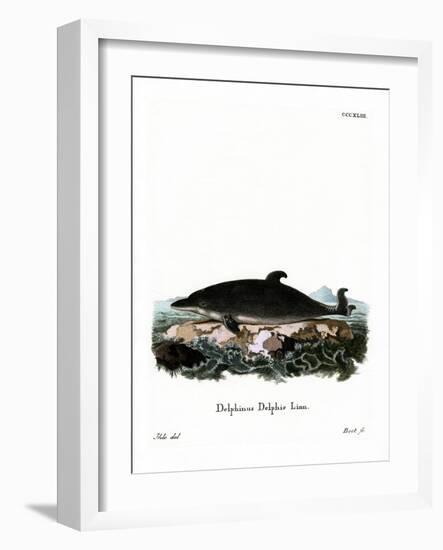 Dolphin-null-Framed Giclee Print