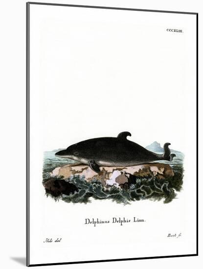 Dolphin-null-Mounted Giclee Print