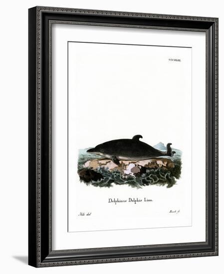 Dolphin-null-Framed Giclee Print