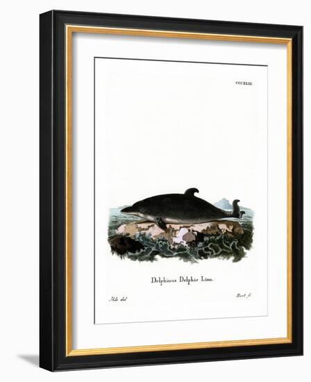 Dolphin-null-Framed Giclee Print