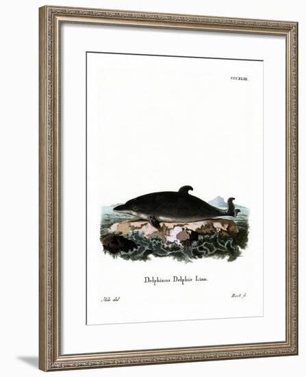 Dolphin-null-Framed Giclee Print