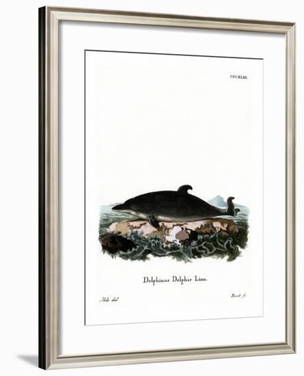 Dolphin-null-Framed Giclee Print