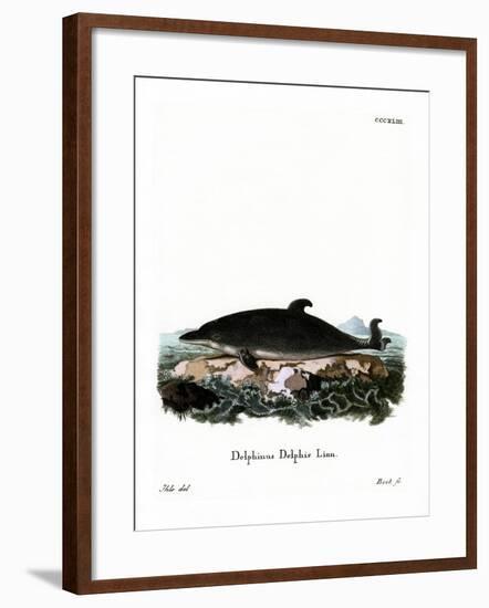 Dolphin-null-Framed Giclee Print