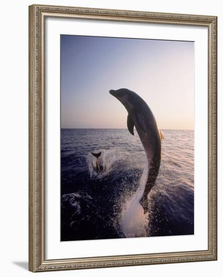 Dolphins Jumping in the Ocean-Stuart Westmorland-Framed Photographic Print