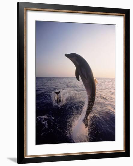 Dolphins Jumping in the Ocean-Stuart Westmorland-Framed Photographic Print