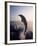 Dolphins Jumping in the Ocean-Stuart Westmorland-Framed Photographic Print