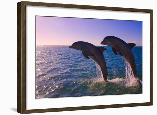 Dolphins Leaping from Sea, Roatan Island, Honduras-Keren Su-Framed Photographic Print