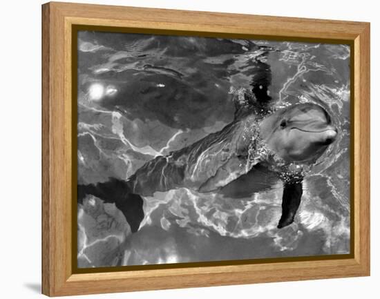 Dolphins, May 1964-null-Framed Premier Image Canvas