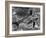 Dolphins, May 1964-null-Framed Photographic Print