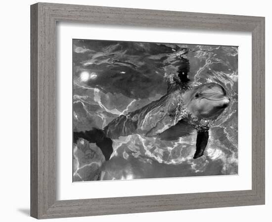 Dolphins, May 1964-null-Framed Photographic Print