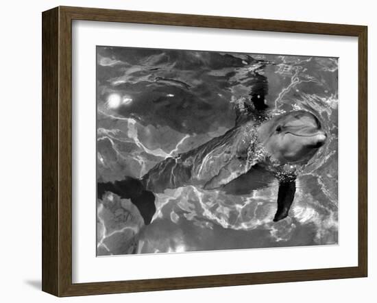 Dolphins, May 1964-null-Framed Photographic Print