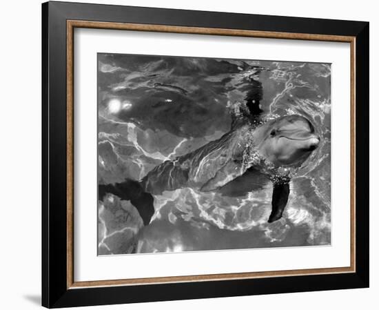 Dolphins, May 1964-null-Framed Photographic Print