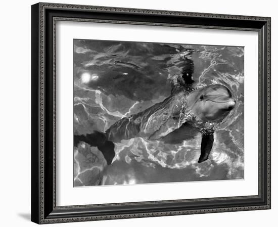 Dolphins, May 1964-null-Framed Photographic Print