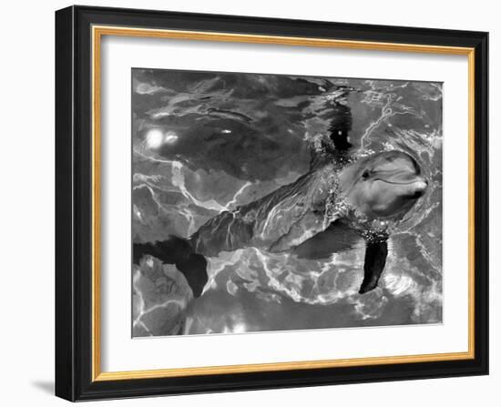 Dolphins, May 1964-null-Framed Photographic Print