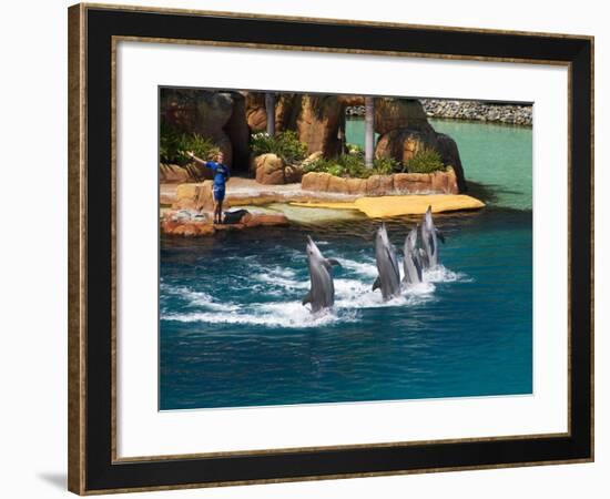 Dolphins, Sea World, Gold Coast, Queensland, Australia-David Wall-Framed Photographic Print