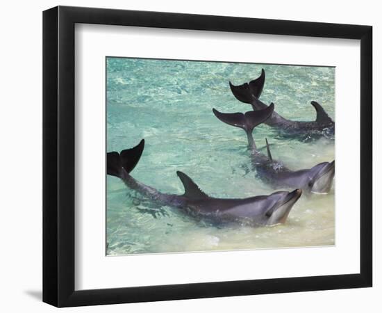 Dolphins, Sea World, Gold Coast, Queensland, Australia-David Wall-Framed Photographic Print