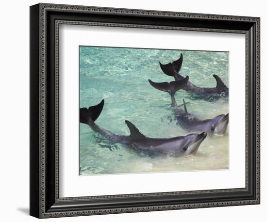 Dolphins, Sea World, Gold Coast, Queensland, Australia-David Wall-Framed Photographic Print