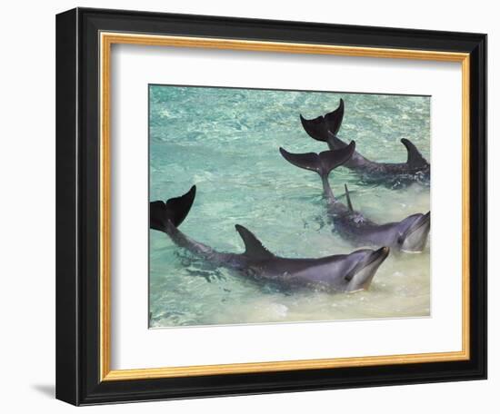 Dolphins, Sea World, Gold Coast, Queensland, Australia-David Wall-Framed Photographic Print