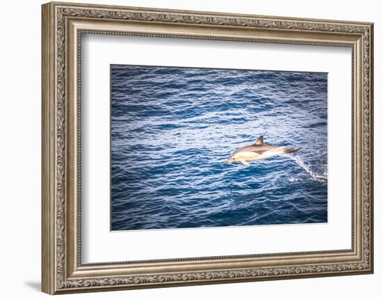 Dolphins Seen Near Whakatane and Tauranga in the Bay of Plenty, North Island, New Zealand, Pacific-Matthew Williams-Ellis-Framed Photographic Print