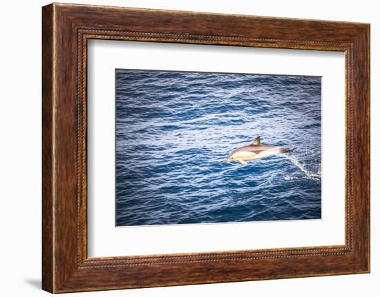 Dolphins Seen Near Whakatane and Tauranga in the Bay of Plenty, North Island, New Zealand, Pacific-Matthew Williams-Ellis-Framed Photographic Print