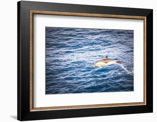 Dolphins Seen Near Whakatane and Tauranga in the Bay of Plenty, North Island, New Zealand, Pacific-Matthew Williams-Ellis-Framed Photographic Print