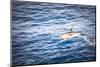 Dolphins Seen Near Whakatane and Tauranga in the Bay of Plenty, North Island, New Zealand, Pacific-Matthew Williams-Ellis-Mounted Photographic Print