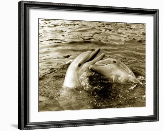 Dolphins Swimming and Playing Together, 1985-null-Framed Photographic Print