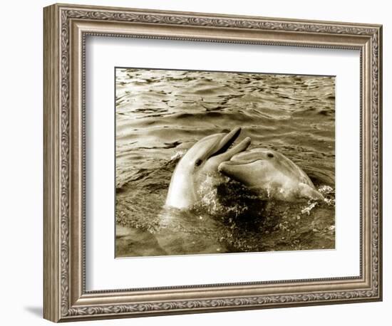 Dolphins Swimming and Playing Together, 1985-null-Framed Photographic Print