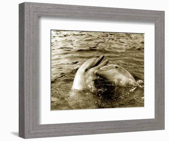 Dolphins Swimming and Playing Together, 1985-null-Framed Photographic Print