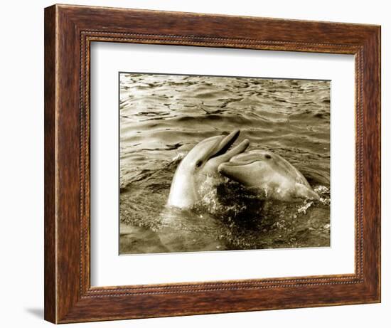 Dolphins Swimming and Playing Together, 1985-null-Framed Photographic Print