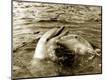 Photographic Print