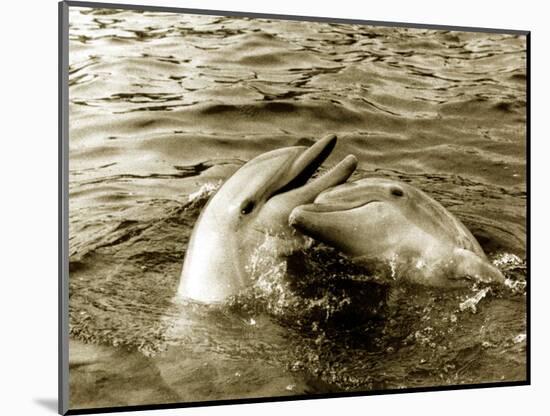 Dolphins Swimming and Playing Together, 1985-null-Mounted Photographic Print